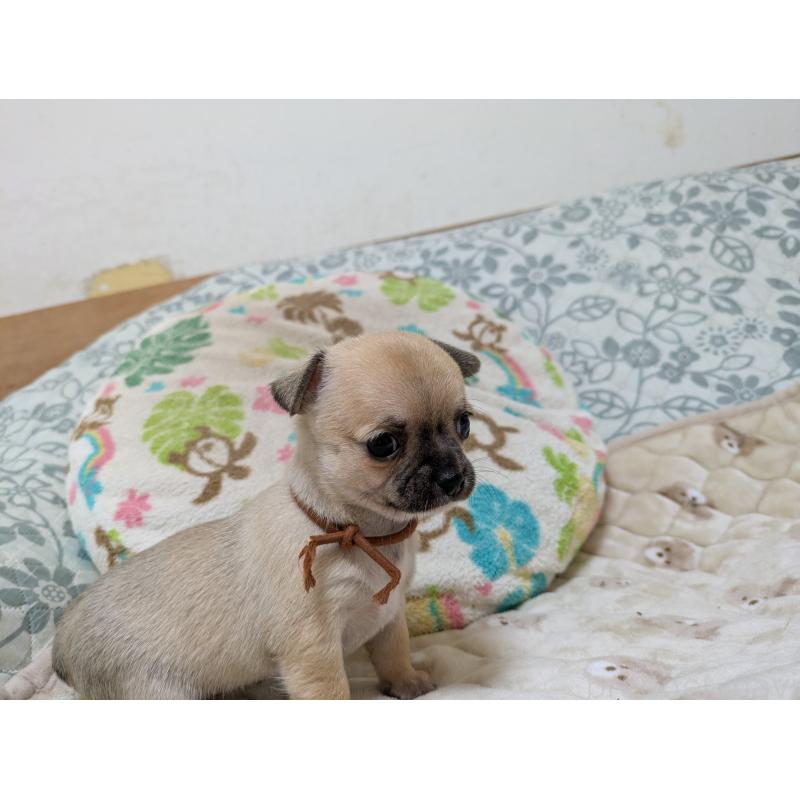 販売中の大分県のチワワ(スムースコート)-426130の3枚目