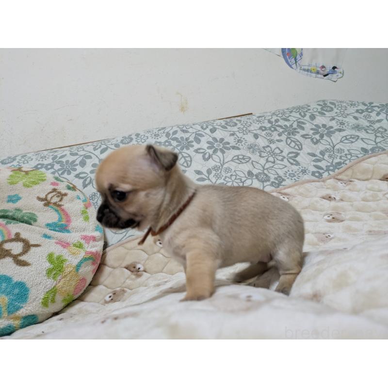 販売中の大分県のチワワ(スムースコート)-426130の2枚目