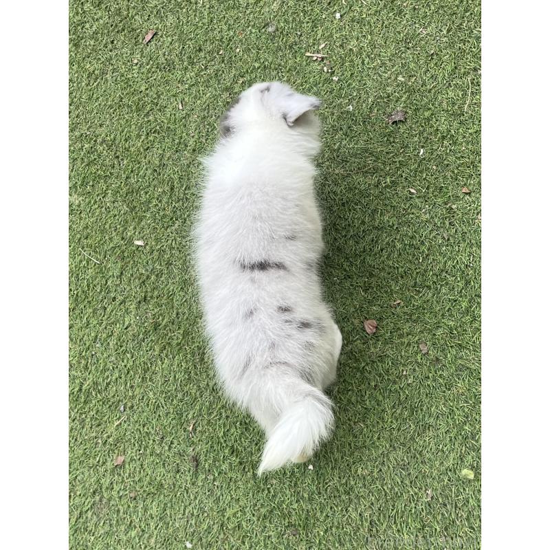 販売中の福岡県のボーダーコリー-426131の6枚目