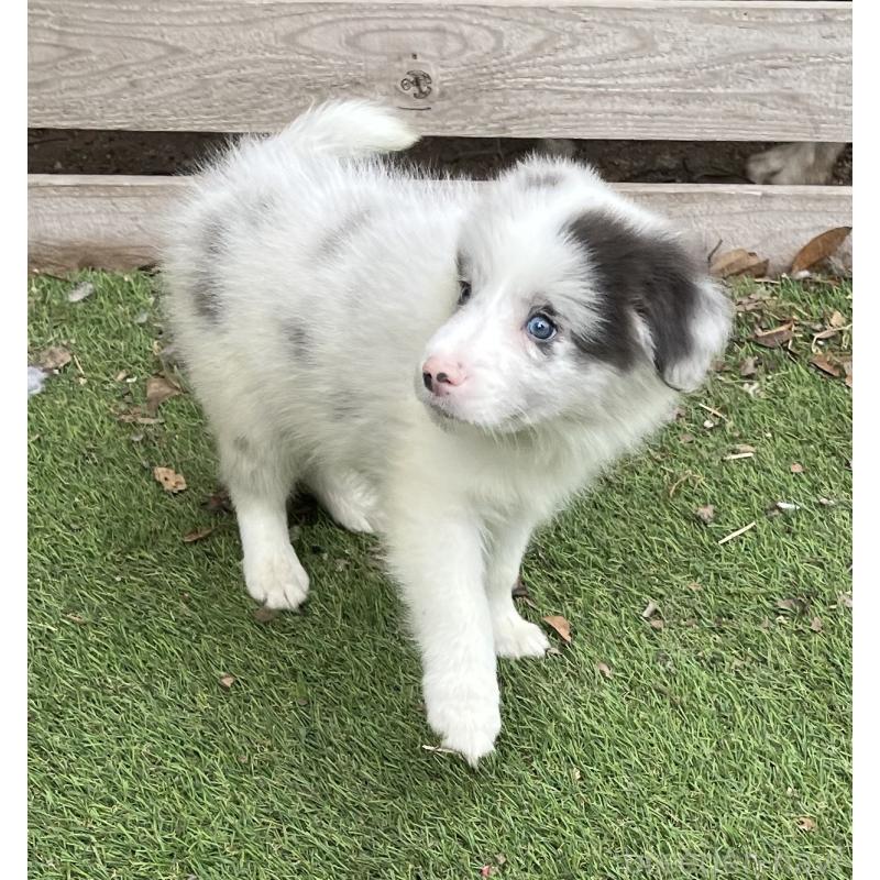 販売中の福岡県のボーダーコリー-426131の5枚目