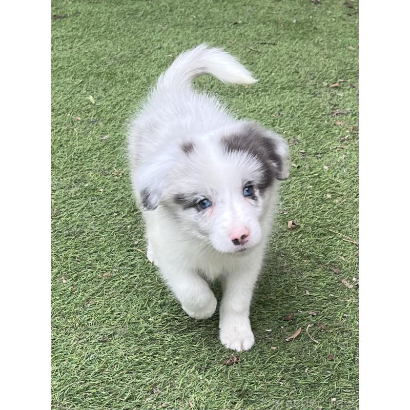 販売中の福岡県のボーダーコリー-426131の4枚目