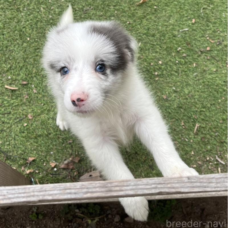 販売中の福岡県のボーダーコリー-426131の3枚目