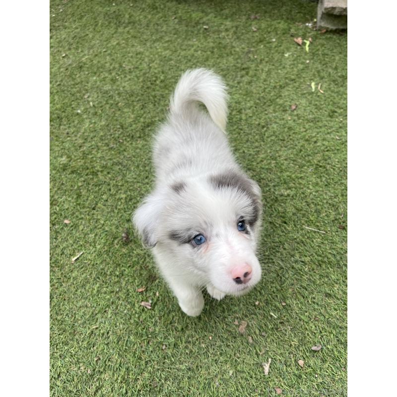 販売中の福岡県のボーダーコリー-426131の2枚目