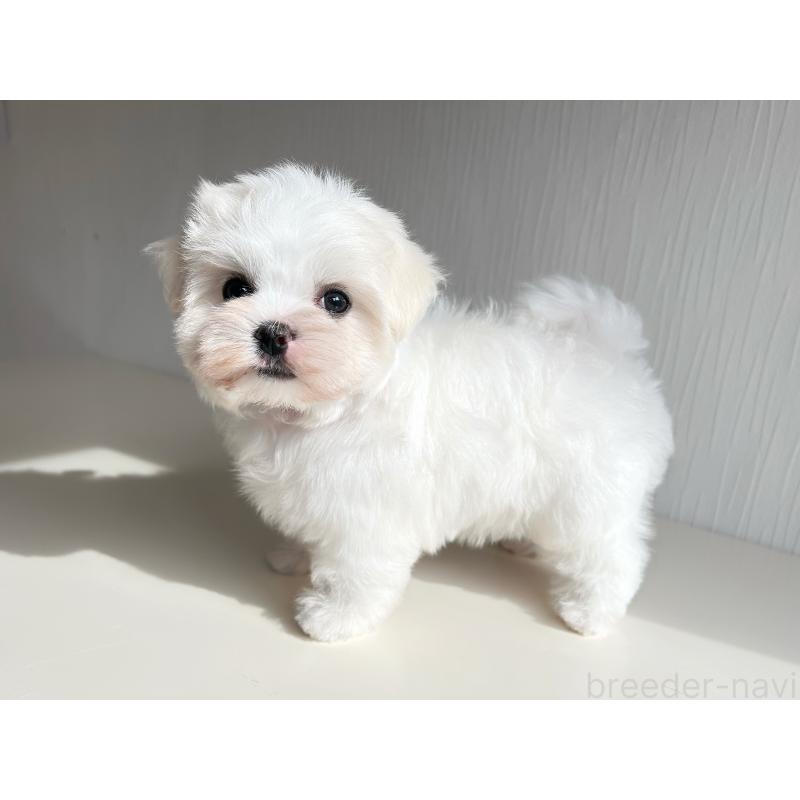 商談中の富山県のマルチーズ-417650の5枚目