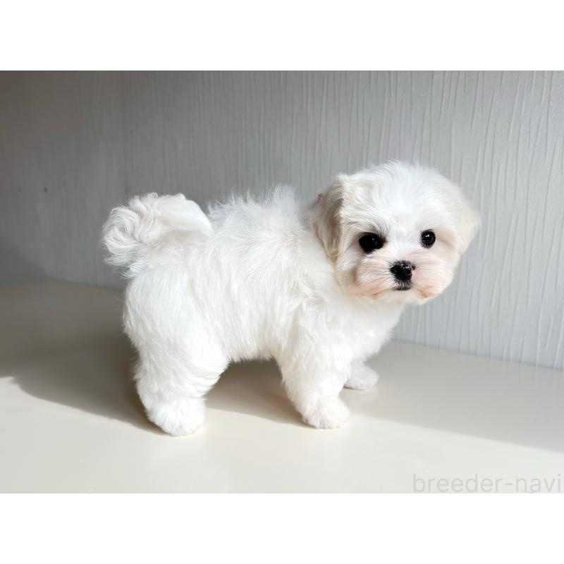 商談中の富山県のマルチーズ-417650の4枚目