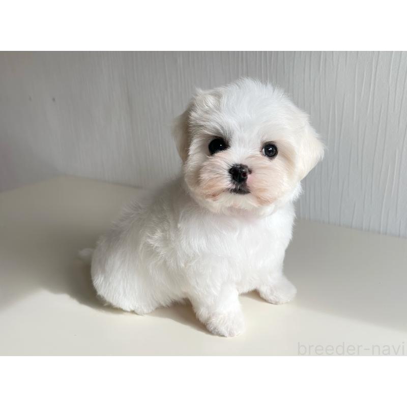 商談中の富山県のマルチーズ-417650の3枚目