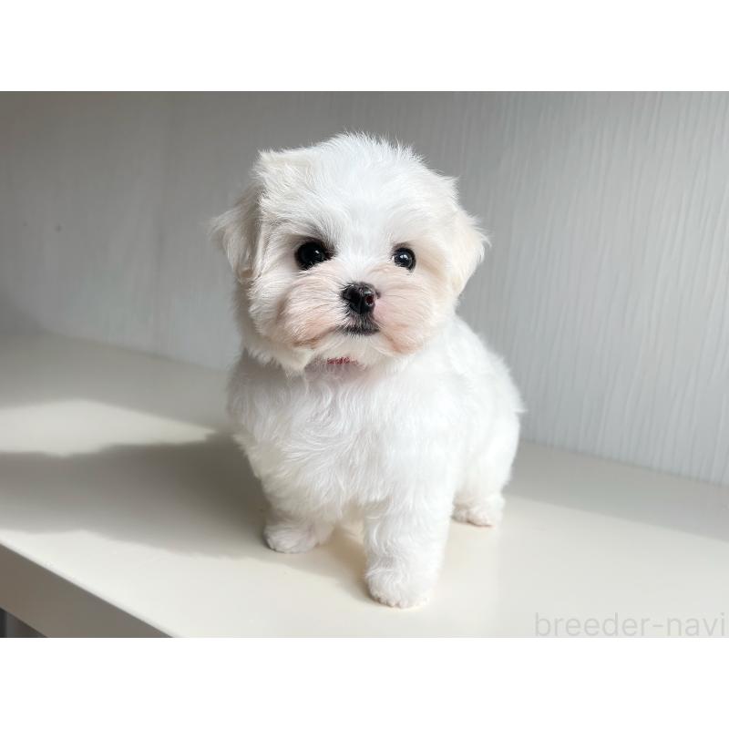 商談中の富山県のマルチーズ-417650の2枚目