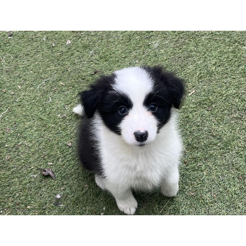 成約済の福岡県のボーダーコリー-426134の6枚目