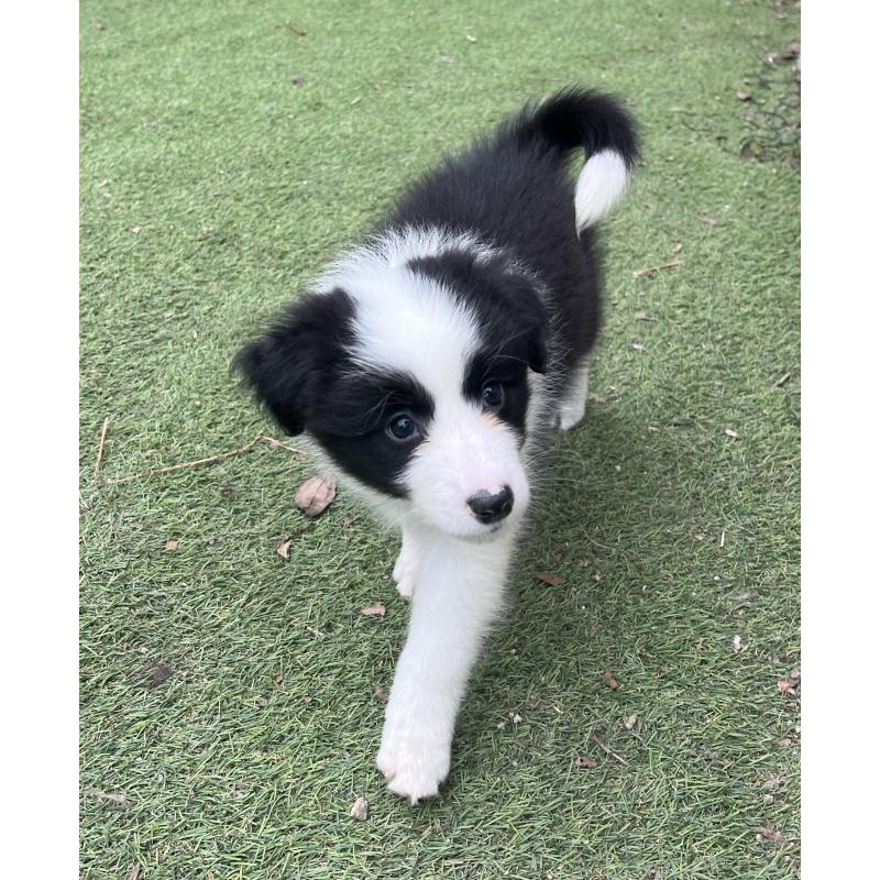 成約済の福岡県のボーダーコリー-426134の5枚目