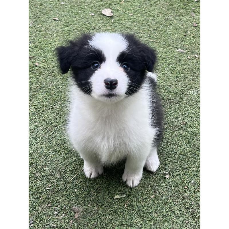 成約済の福岡県のボーダーコリー-426134の3枚目