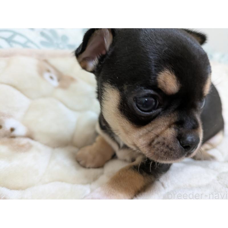 販売中の大分県のチワワ(スムースコート)-426133の5枚目