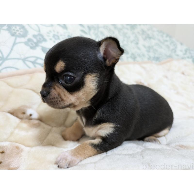 販売中の大分県のチワワ(スムースコート)-426133の4枚目