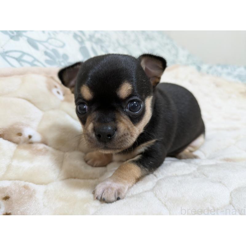 販売中の大分県のチワワ(スムースコート)-426133の3枚目