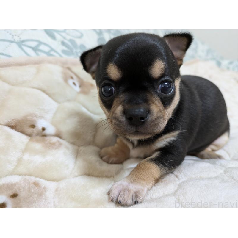 販売中の大分県のチワワ(スムースコート)-426133の2枚目