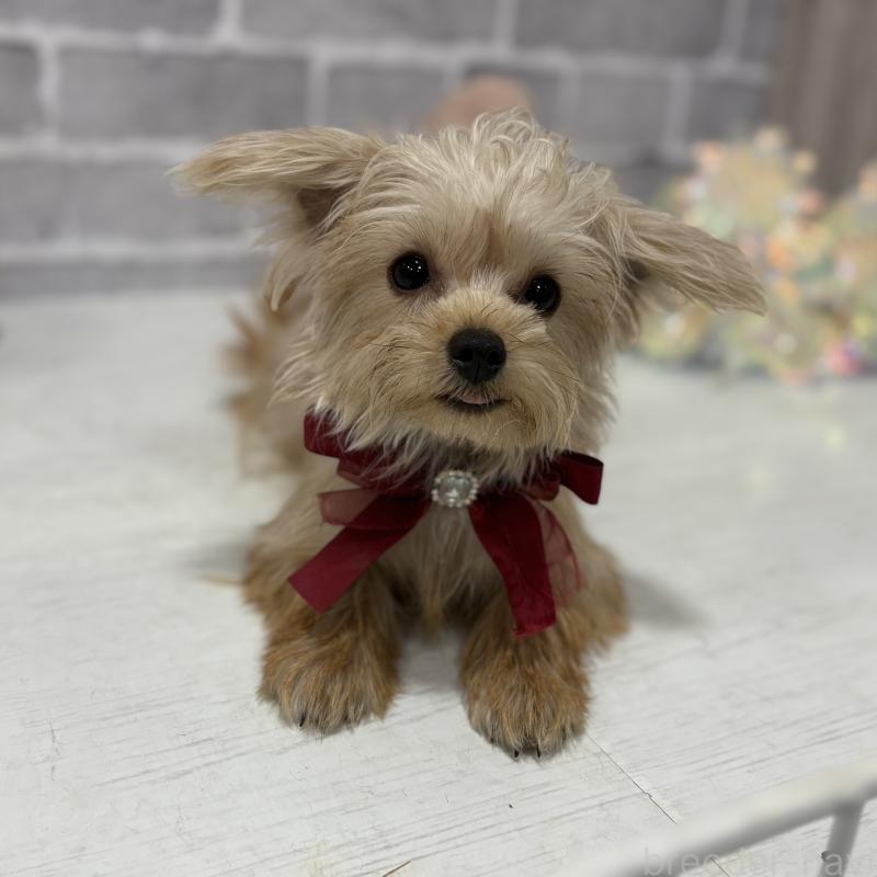 販売中の東京都のミックス犬-394133の2枚目