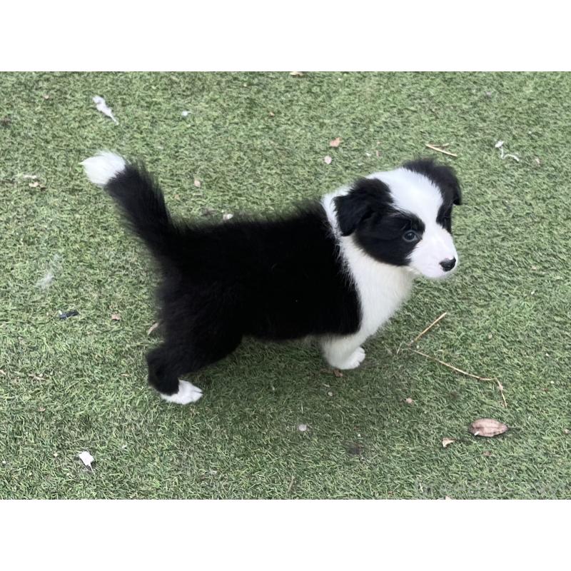 成約済の福岡県のボーダーコリー-426134の2枚目
