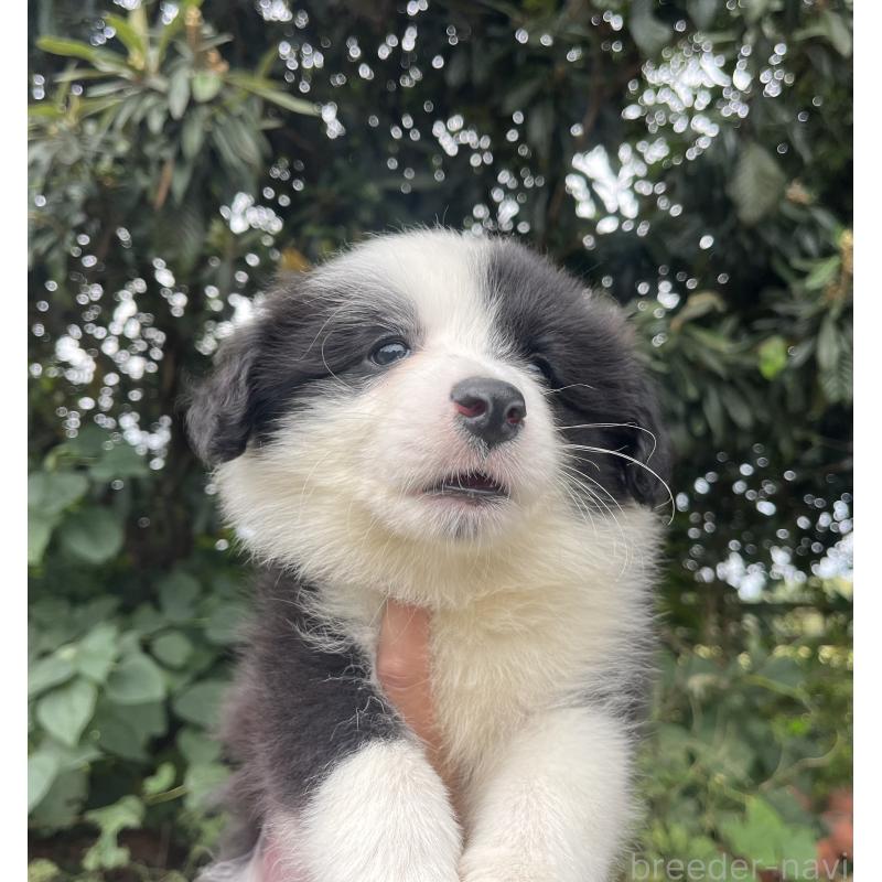 販売中の福岡県のボーダーコリー-426135の9枚目