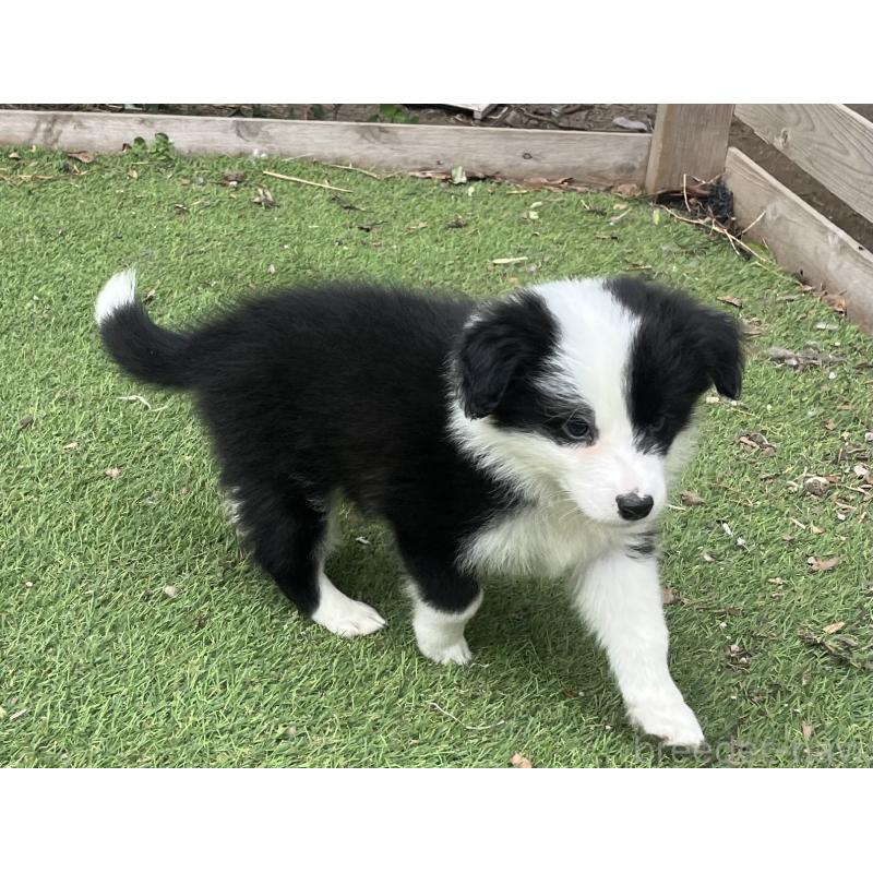 販売中の福岡県のボーダーコリー-426135の7枚目