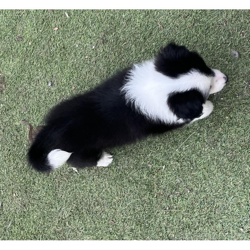 販売中の福岡県のボーダーコリー-426135の5枚目