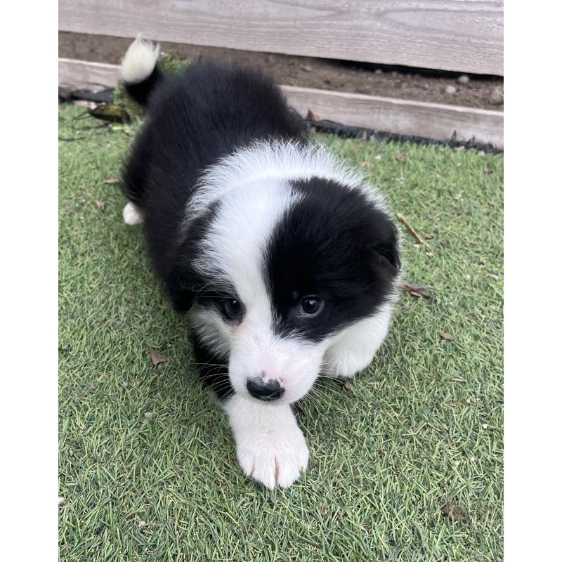 販売中の福岡県のボーダーコリー-426135の4枚目