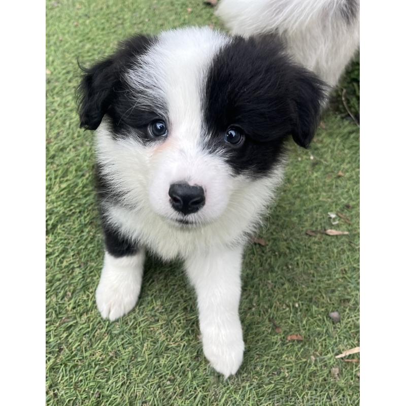 販売中の福岡県のボーダーコリー-426135の3枚目