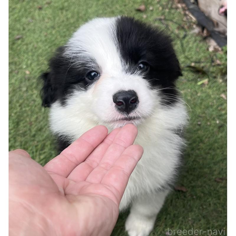 販売中の福岡県のボーダーコリー-426135の2枚目