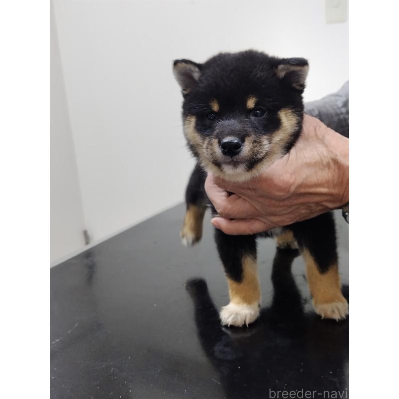 販売中の岡山県の豆柴-426139の4枚目