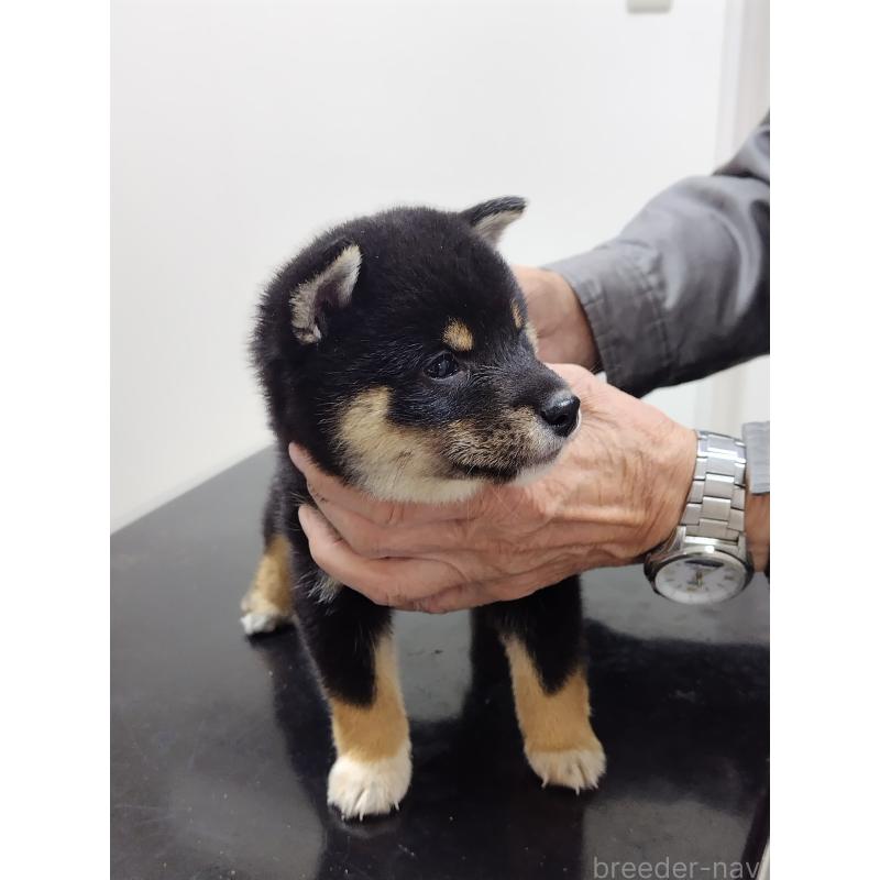 販売中の岡山県の豆柴-426139の3枚目