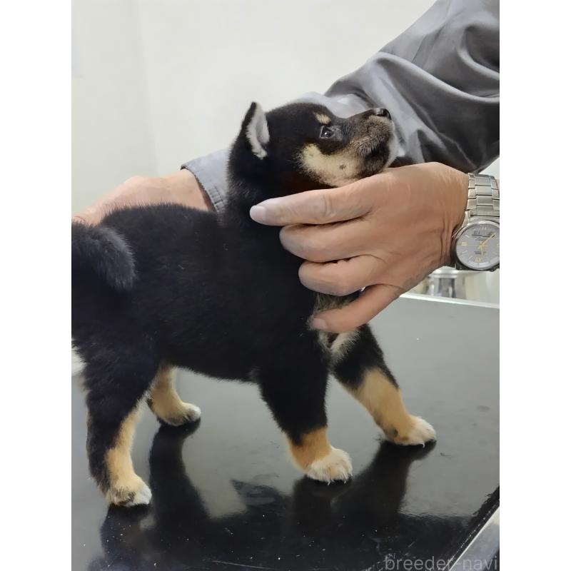 販売中の岡山県の豆柴-426139の2枚目