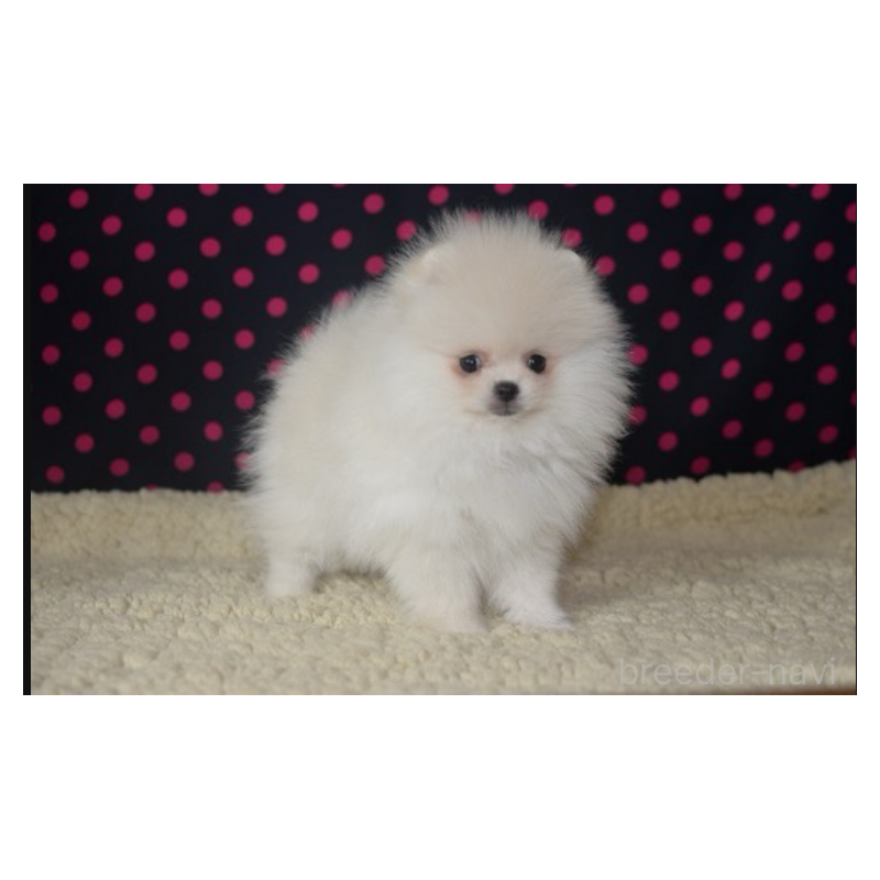 販売中の鹿児島県のポメラニアン-426136の4枚目