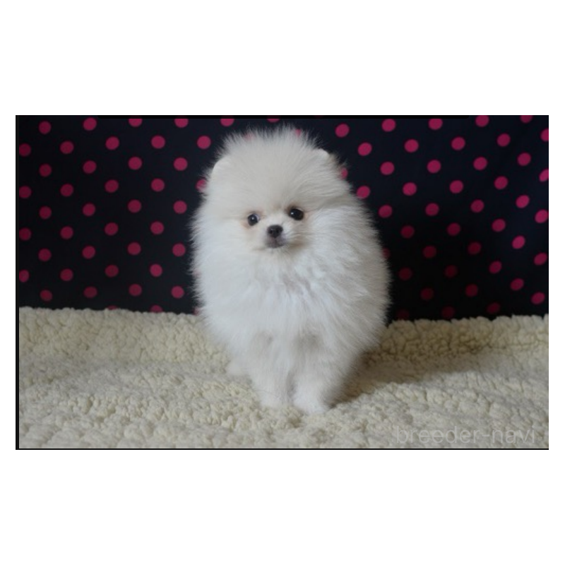 販売中の鹿児島県のポメラニアン-426136の3枚目