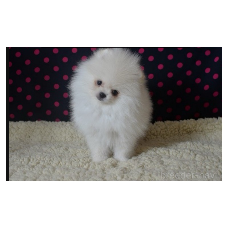 販売中の鹿児島県のポメラニアン-426136の2枚目