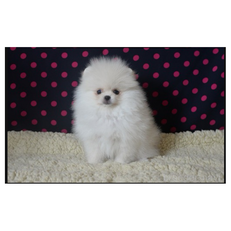 販売中の鹿児島県のポメラニアン-426136の1枚目