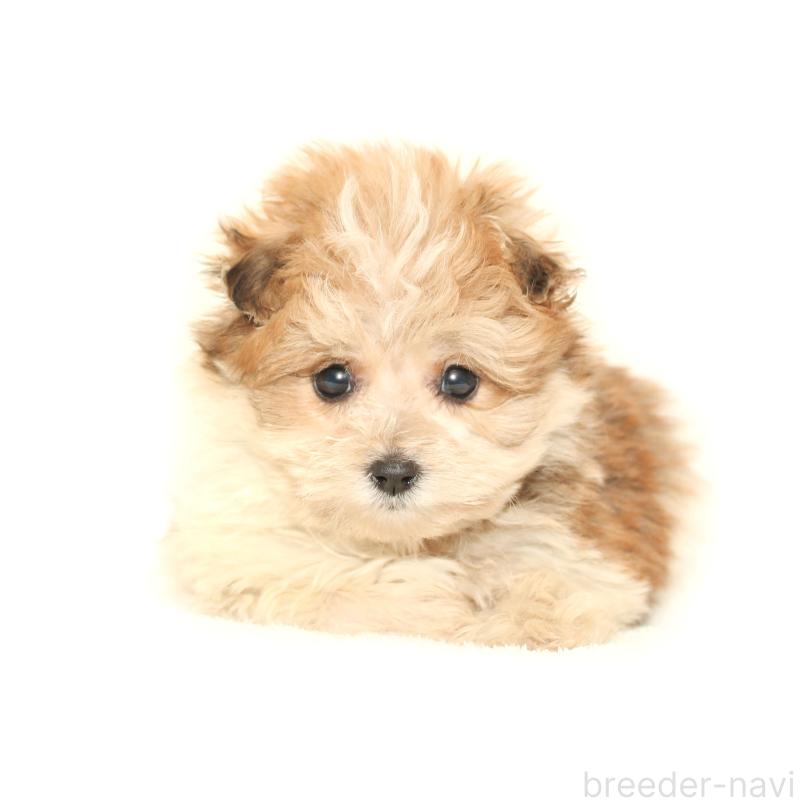 販売中の熊本県のマルプー:マルチーズ×トイプードル-426137の1枚目