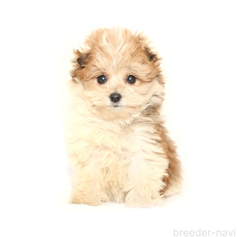 販売中の熊本県のマルプー:マルチーズ×トイプードル-426137の3枚目