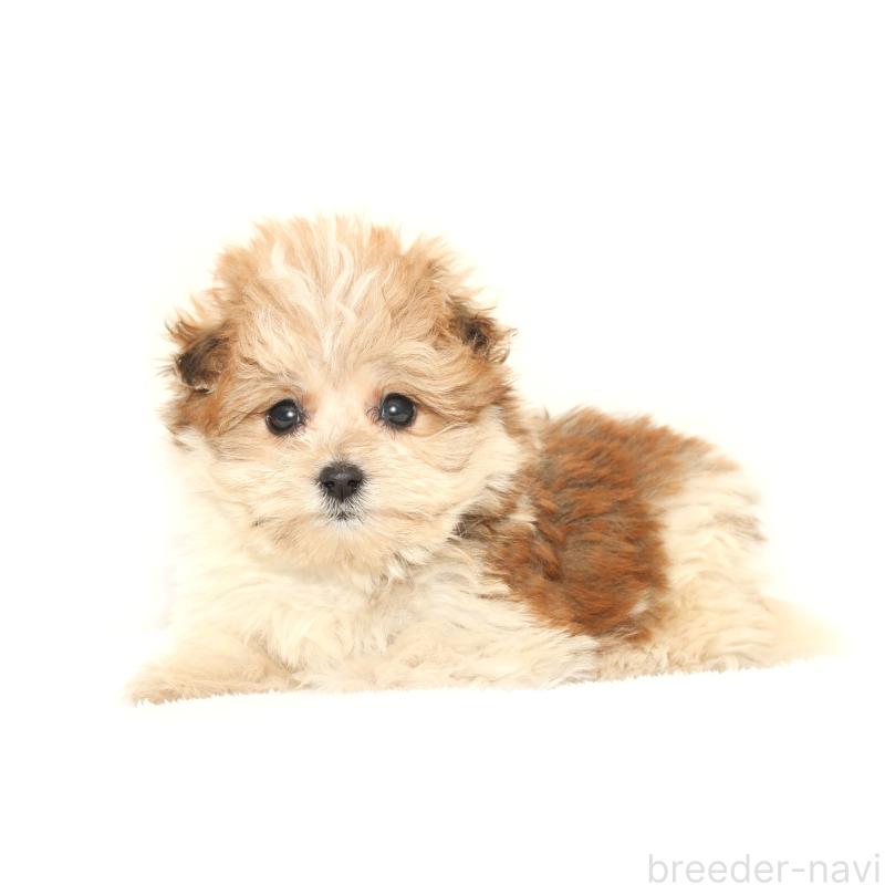 販売中の熊本県のマルプー:マルチーズ×トイプードル-426137の2枚目