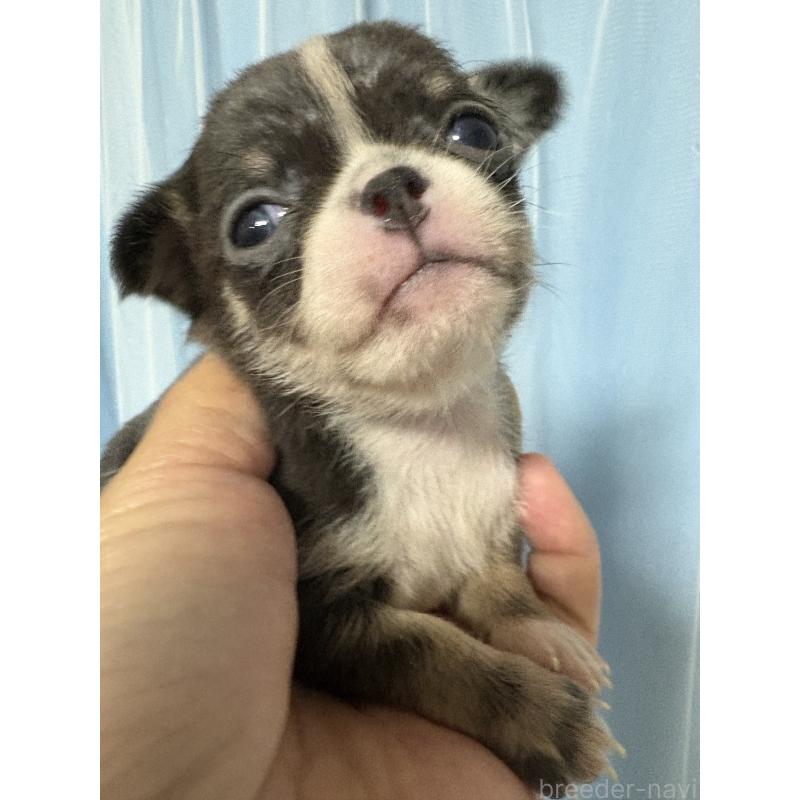 販売中ののチワワ(ロングコート)-426138