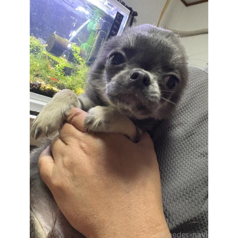 販売中の山口県のチワワ(ロングコート)-414039