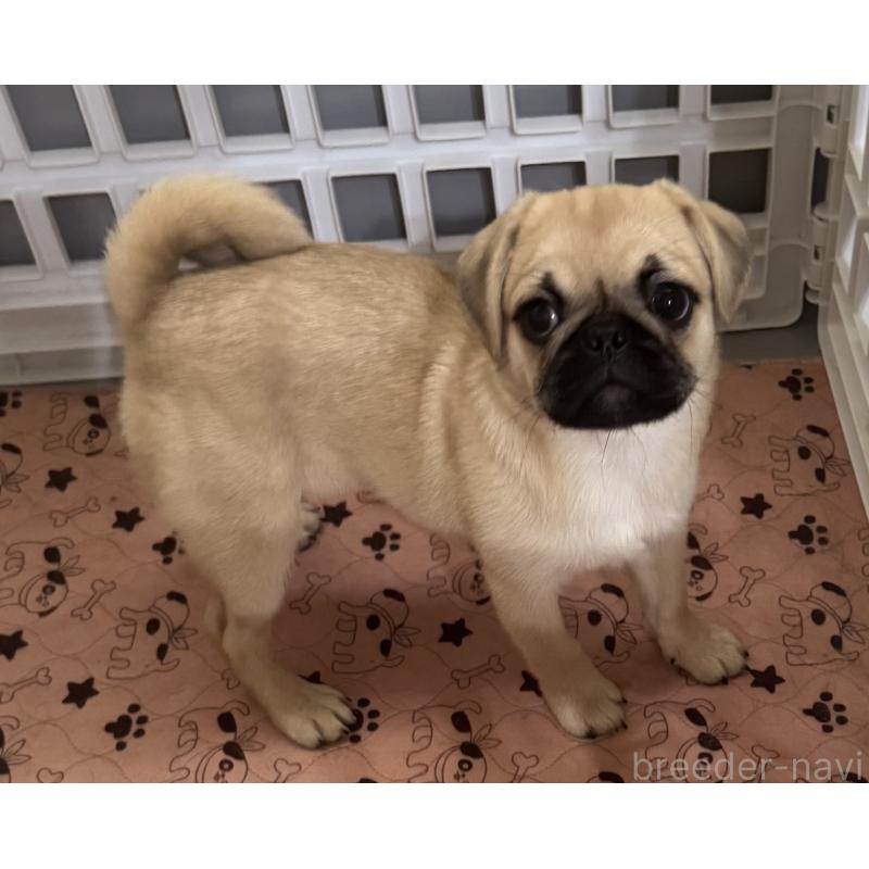 販売中の福井県のペキパグ:ペキニーズ×パグ-426140の2枚目