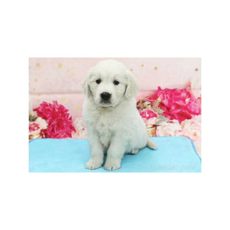 成約済の神奈川県のゴールデンレトリーバー-422101の1枚目