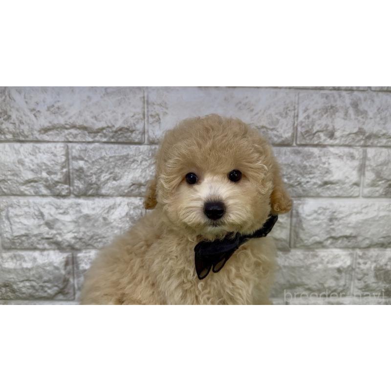 販売中の埼玉県のビションプー:ビションフリーゼ×トイプードル-423437の5枚目