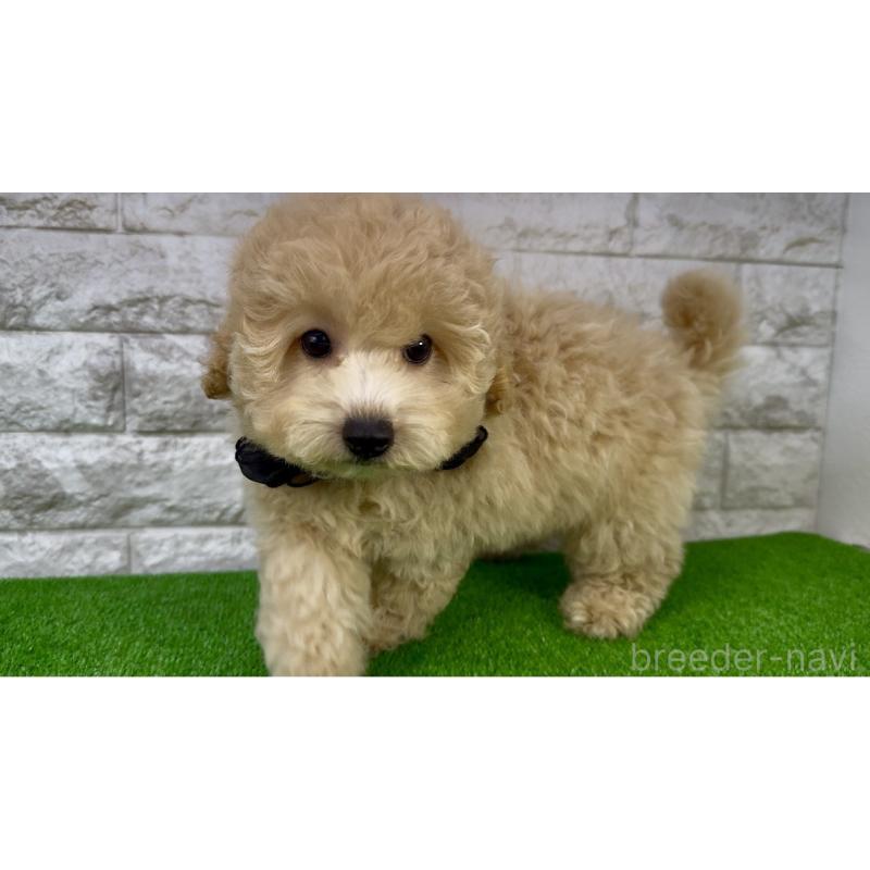 販売中の埼玉県のビションプー:ビションフリーゼ×トイプードル-423437の4枚目