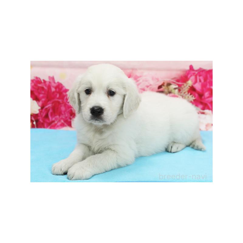 販売中の神奈川県のゴールデンレトリーバー-422102