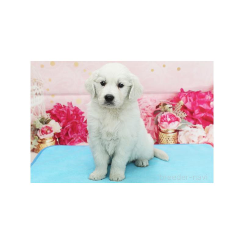 販売中の神奈川県のゴールデンレトリーバー-422103