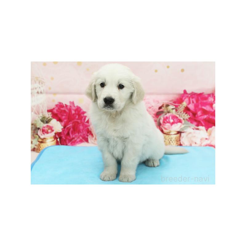 販売中の神奈川県のゴールデンレトリーバー-422105