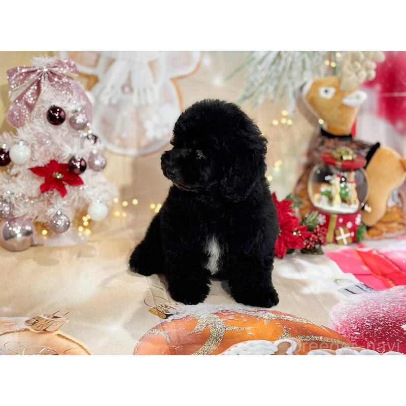 成約済の京都府のトイプードル-415532の22枚目