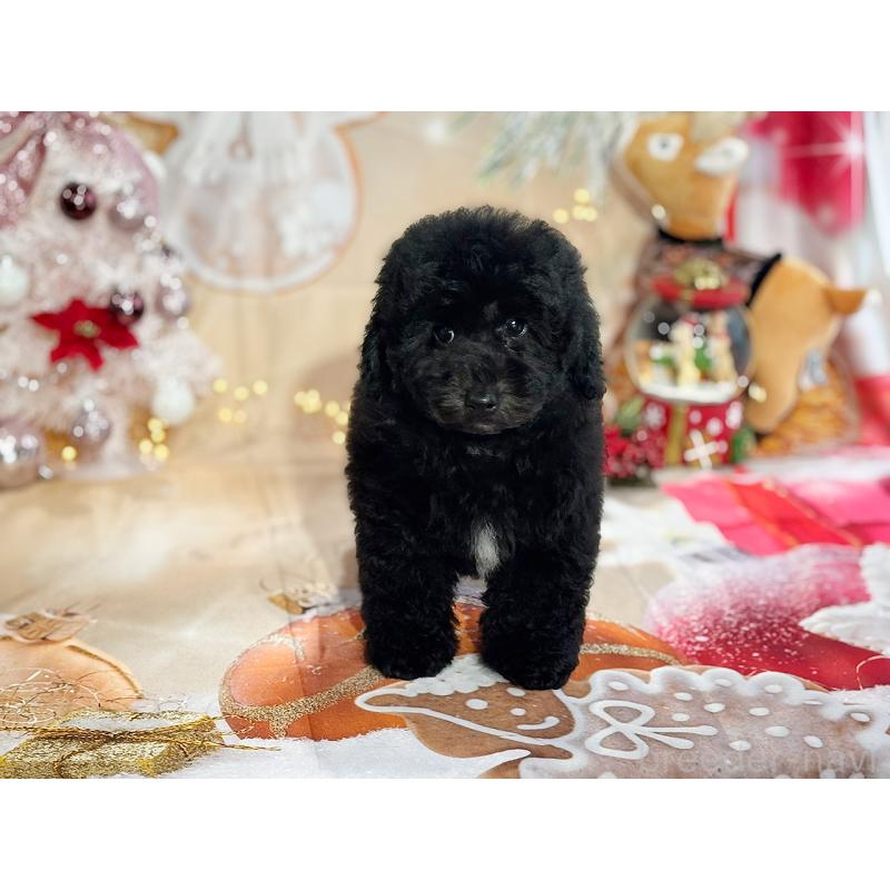 成約済の京都府のトイプードル-415532の21枚目