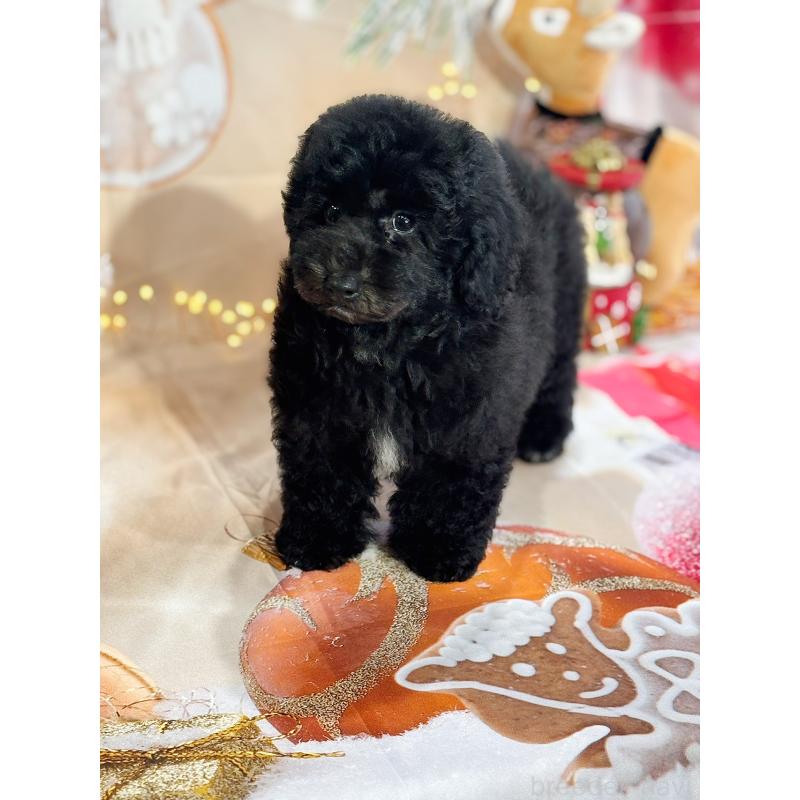 成約済の京都府のトイプードル-415532の20枚目