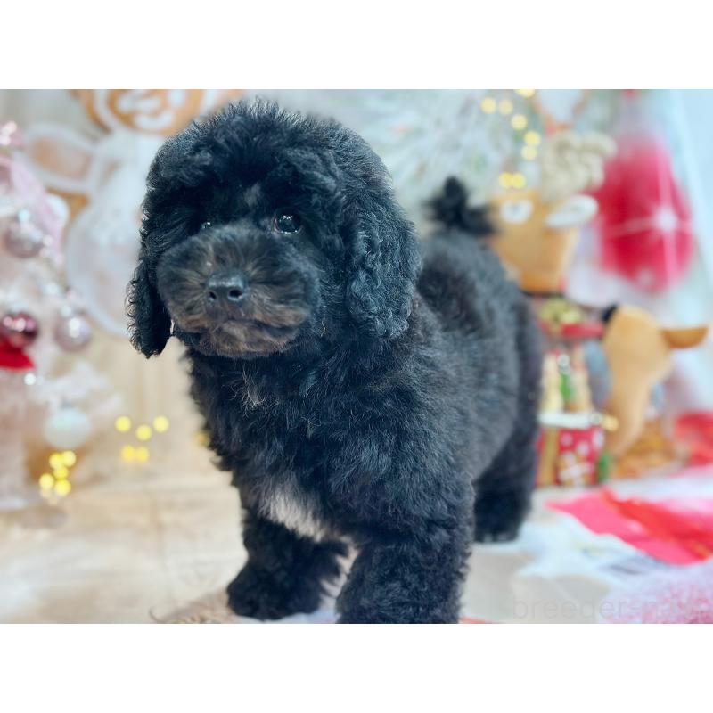 成約済の京都府のトイプードル-415532の19枚目