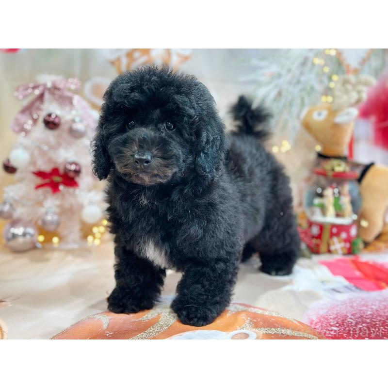 成約済の京都府のトイプードル-415532の18枚目